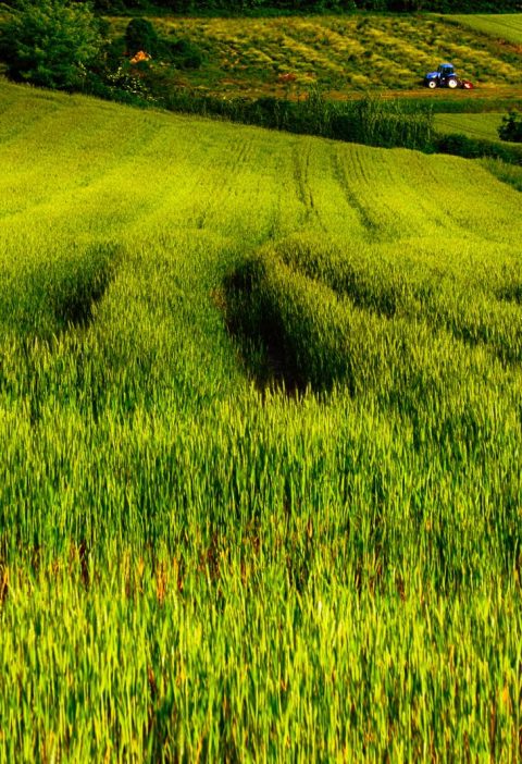 Dove si trova il Monferrato