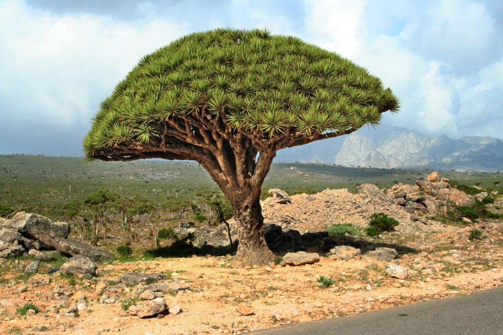 Isola di Socotra