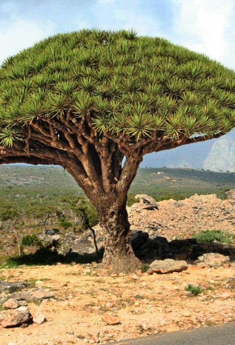 Isola di Socotra