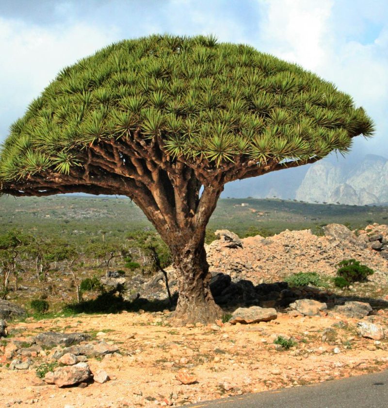 Isola di Socotra