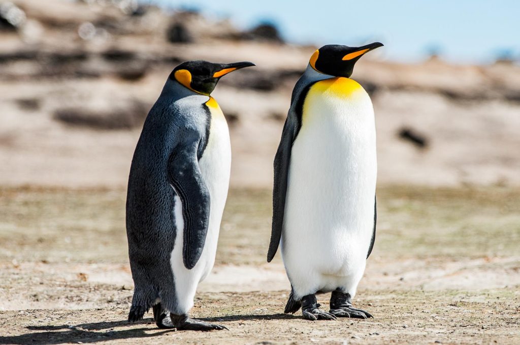 Isole Falkland