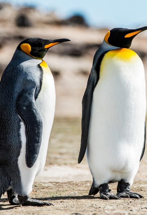 Isole Falkland